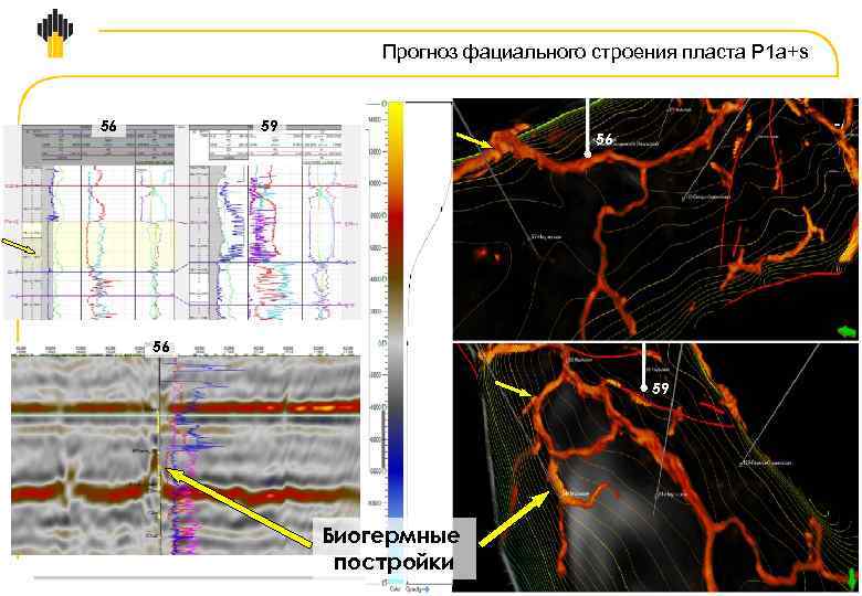 Прогноз фациального строения пласта P 1 a+s 56 59 56 56 59 Биогермные постройки