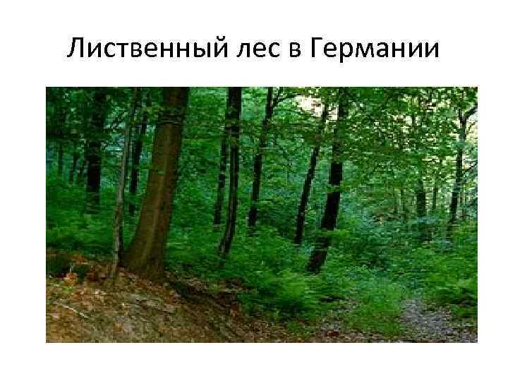 Лиственный лес в Германии 