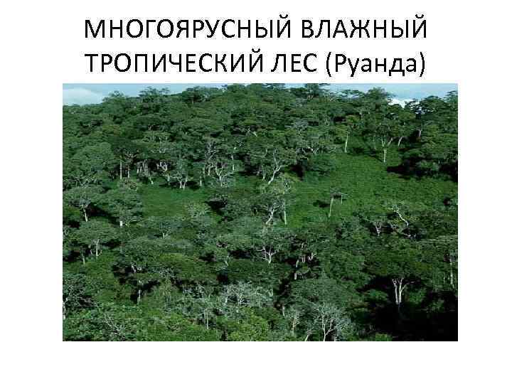МНОГОЯРУСНЫЙ ВЛАЖНЫЙ ТРОПИЧЕСКИЙ ЛЕС (Руанда) 
