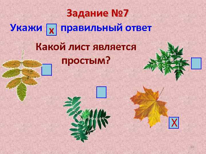 Задание № 7 Укажи х правильный ответ Какой лист является простым? Х 10 