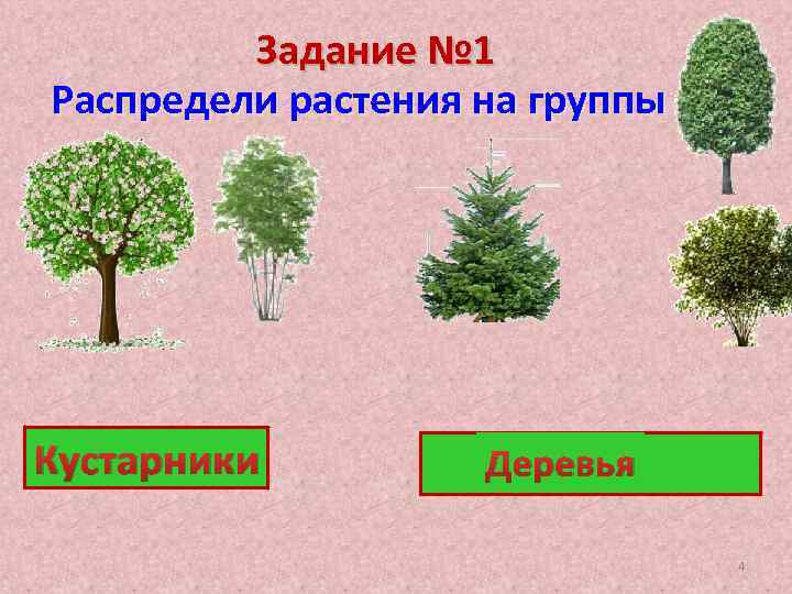 Задание № 1 Распредели растения на группы Кустарники Деревья ? 4 