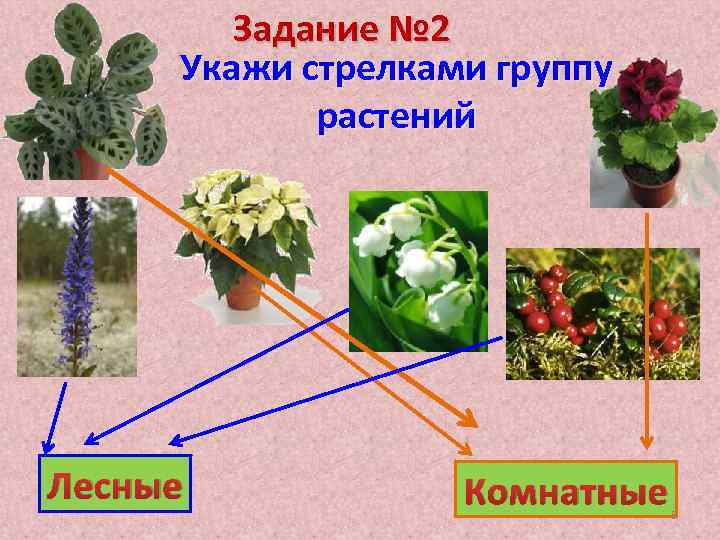 Задание № 2 Укажи стрелками группу растений Лесные Комнатные 5 