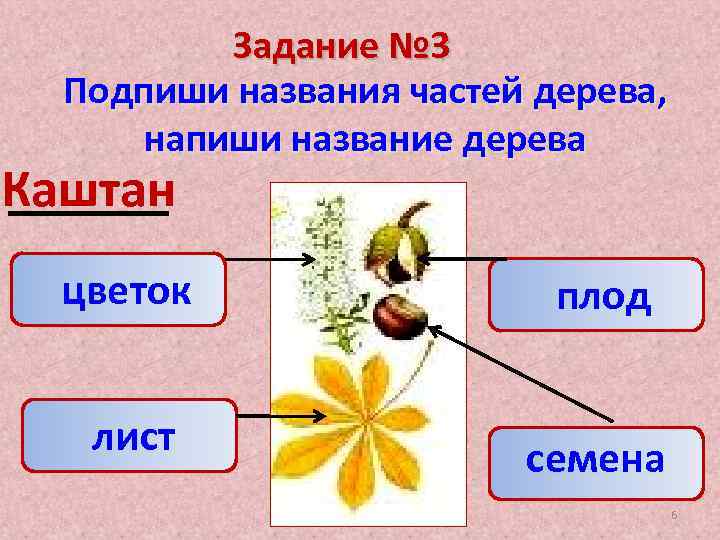 Цветок плод семя презентация