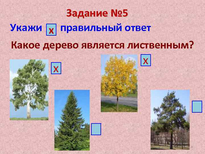 Задание № 5 Укажи х правильный ответ Какое дерево является лиственным? х х 8