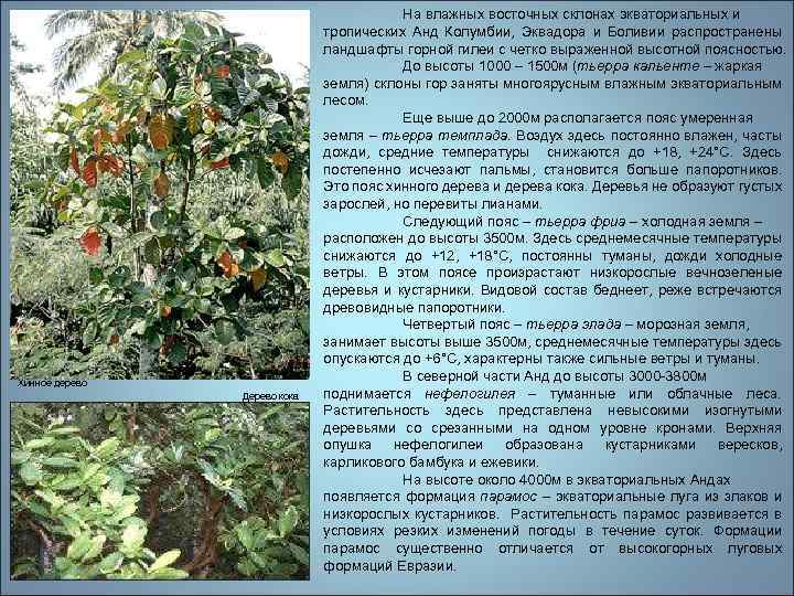 Хинное дерево Дерево кока На влажных восточных склонах экваториальных и тропических Анд Колумбии, Эквадора