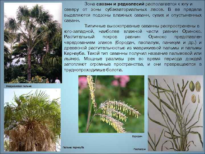 Зона саванн и редколесий располагается к югу и северу от зоны субэкваториальных лесов. В