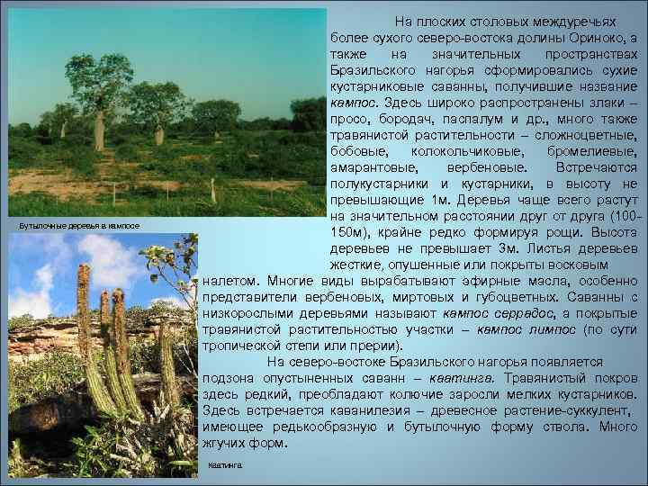 Бутылочные деревья в кампосе На плоских столовых междуречьях более сухого северо-востока долины Ориноко, а