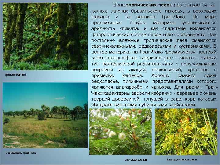 Тропический лес Зона тропических лесов располагается на южных склонах бразильского нагорья, в верховьях Параны