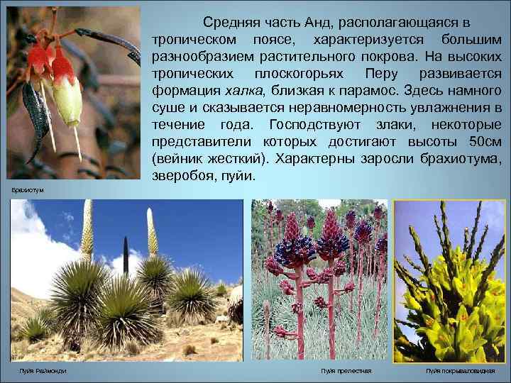 Средняя часть Анд, располагающаяся в тропическом поясе, характеризуется большим разнообразием растительного покрова. На высоких