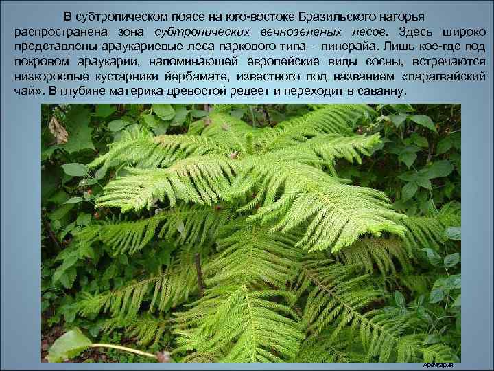 В субтропическом поясе на юго-востоке Бразильского нагорья распространена зона субтропических вечнозеленых лесов. Здесь широко