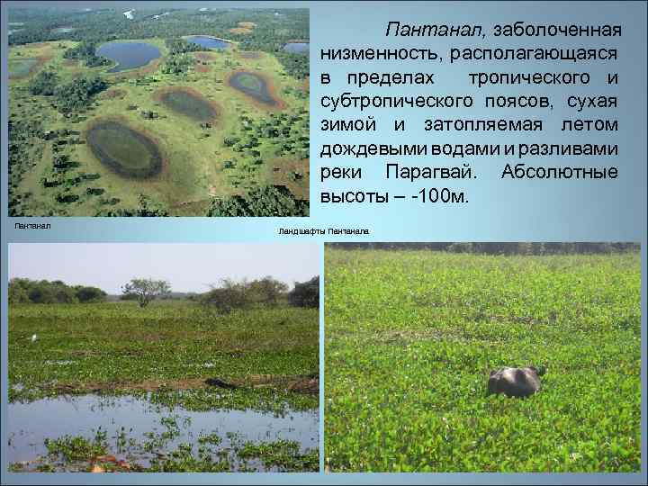 Пантанал, заболоченная низменность, располагающаяся в пределах тропического и субтропического поясов, сухая зимой и затопляемая