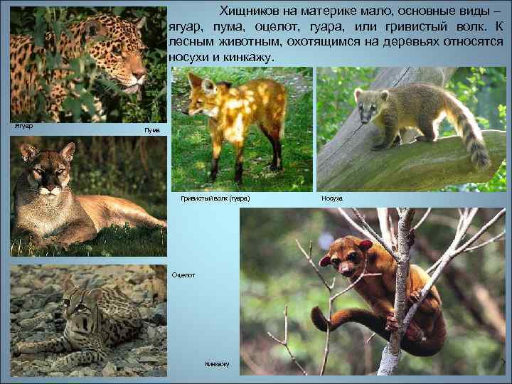 Хищников на материке мало, основные виды – ягуар, пума, оцелот, гуара, или гривистый волк.