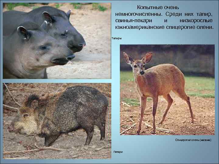 Копытные очень немногочисленны. Среди них тапир, свинья-пекари и низкорослые южноамериканские спицерогие олени. Тапиры Спицерогий