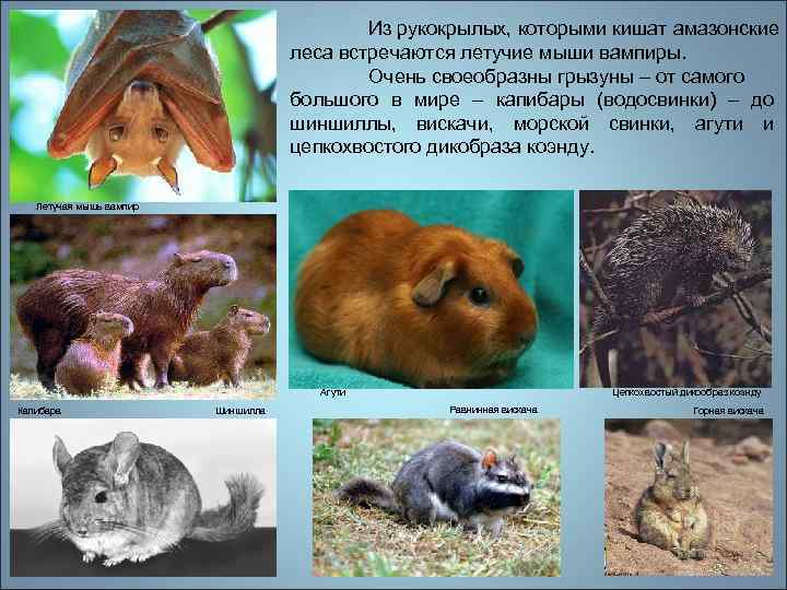 Из рукокрылых, которыми кишат амазонские леса встречаются летучие мыши вампиры. Очень своеобразны грызуны –