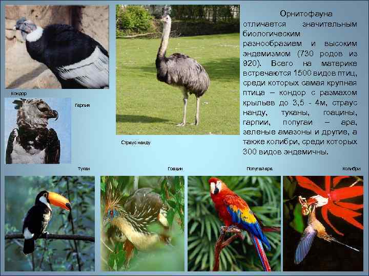Орнитофауна отличается значительным биологическим разнообразием и высоким эндемизмом (730 родов из 920). Всего на