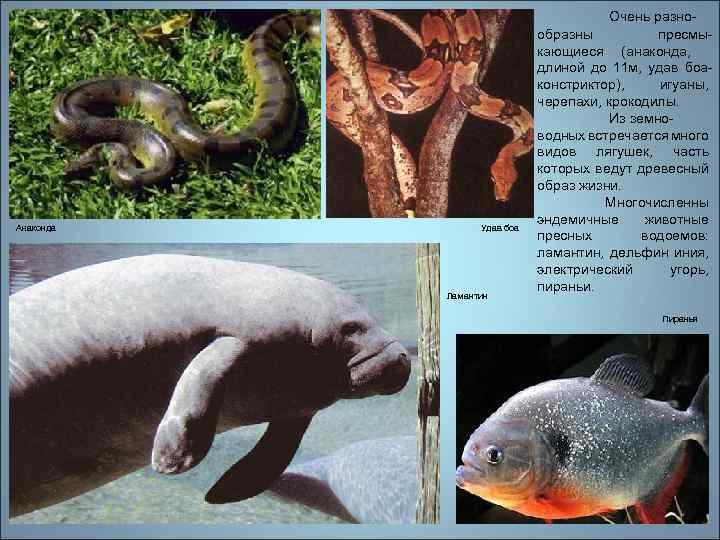 Анаконда Удав боа Ламантин Очень разнообразны пресмыкающиеся (анаконда, длиной до 11 м, удав боаконстриктор),
