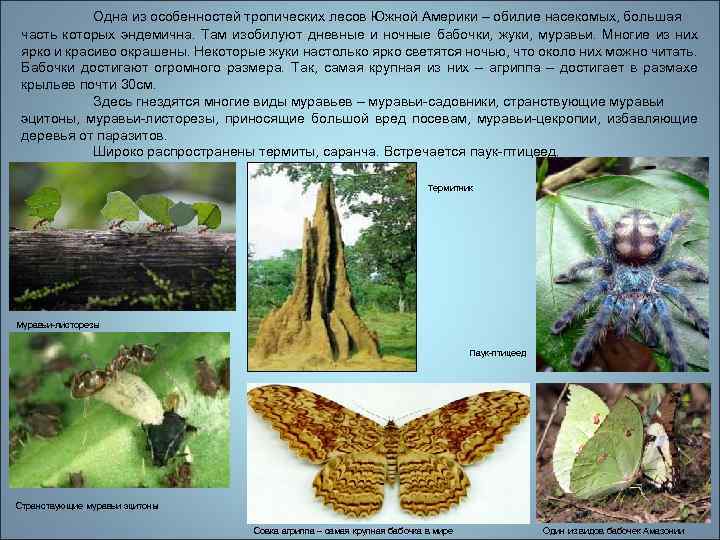 Одна из особенностей тропических лесов Южной Америки – обилие насекомых, большая часть которых эндемична.