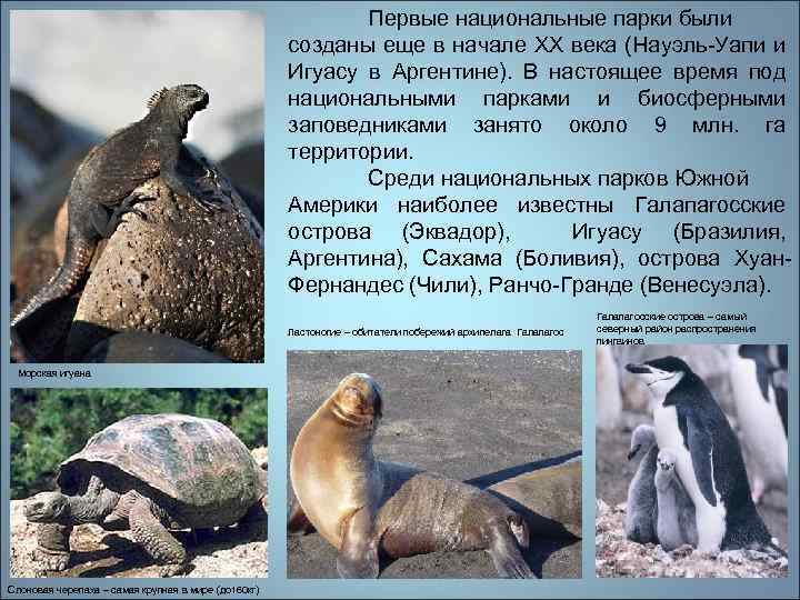 Первые национальные парки были созданы еще в начале ХХ века (Науэль-Уапи и Игуасу в