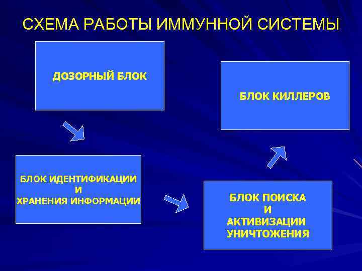 СХЕМА РАБОТЫ ИММУННОЙ СИСТЕМЫ ДОЗОРНЫЙ БЛОК КИЛЛЕРОВ БЛОК ИДЕНТИФИКАЦИИ И ХРАНЕНИЯ ИНФОРМАЦИИ БЛОК ПОИСКА