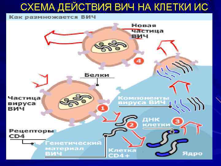 СХЕМА ДЕЙСТВИЯ ВИЧ НА КЛЕТКИ ИС 