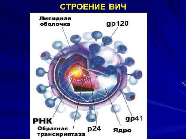СТРОЕНИЕ ВИЧ 