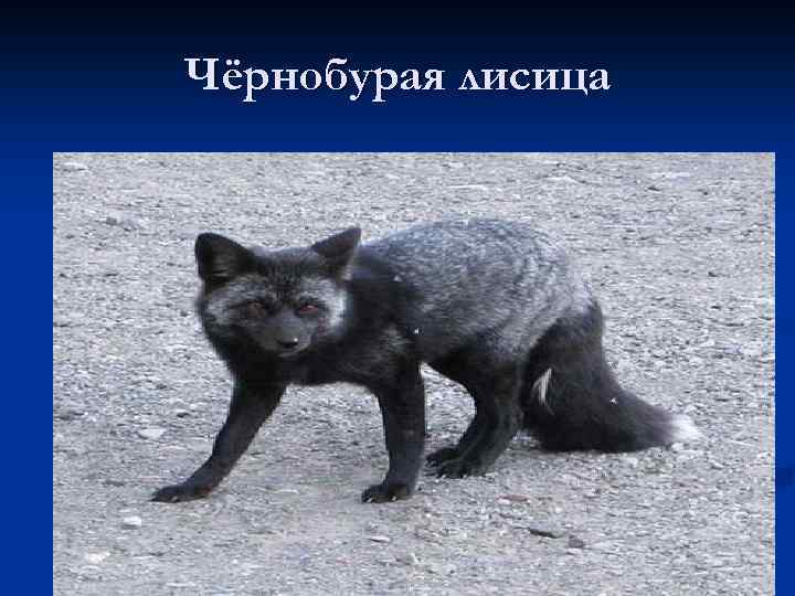 Чёрнобурая лисица 