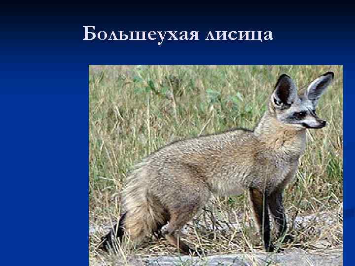 Большеухая лисица 