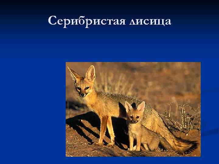 Серибристая лисица 