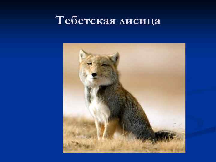 Тебетская лисица 