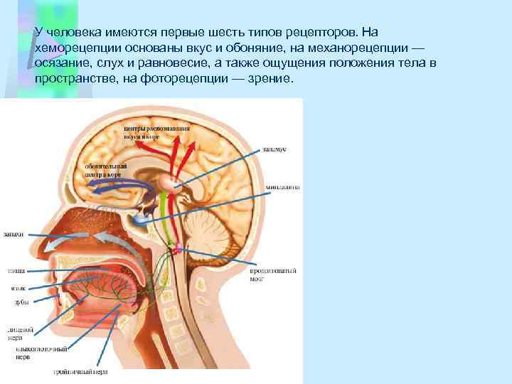 У человека имеются первые шесть типов рецепторов. На хеморецепции основаны вкус и обоняние, на