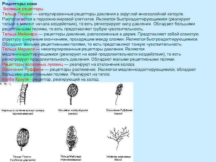 Рецепторы кожи Болевые рецепторы. Тельца Пачини — капсулированные рецепторы давления в округлой многослойной капсуле.