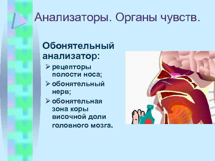 Анализаторы. Органы чувств. Обонятельный анализатор: Ø рецепторы полости носа; Ø обонятельный нерв; Ø обонятельная