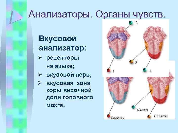 Анализаторы. Органы чувств. Вкусовой анализатор: Ø рецепторы на языке; Ø вкусовой нерв; Ø вкусовая