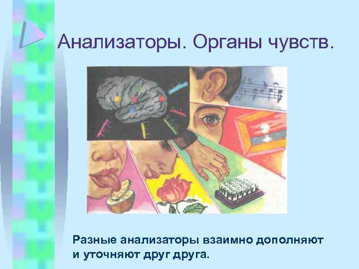 Анализаторы. Органы чувств. Разные анализаторы взаимно дополняют и уточняют друга. 