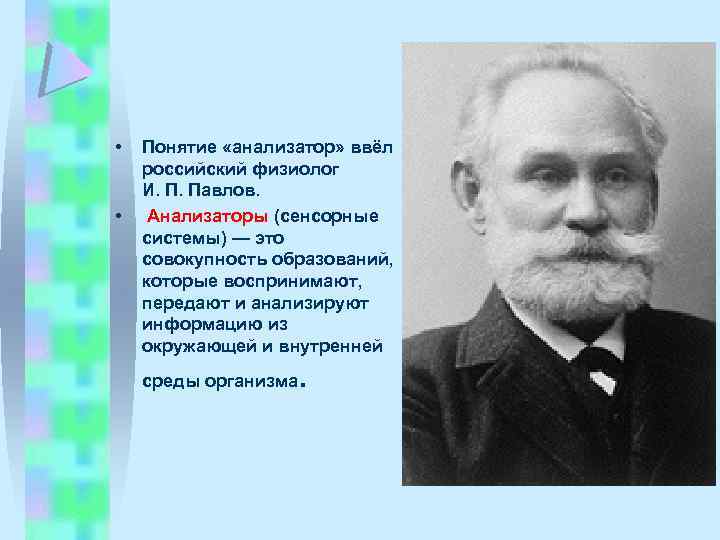  • • Понятие «анализатор» ввёл российский физиолог И. П. Павлов. Анализаторы (сенсорные системы)