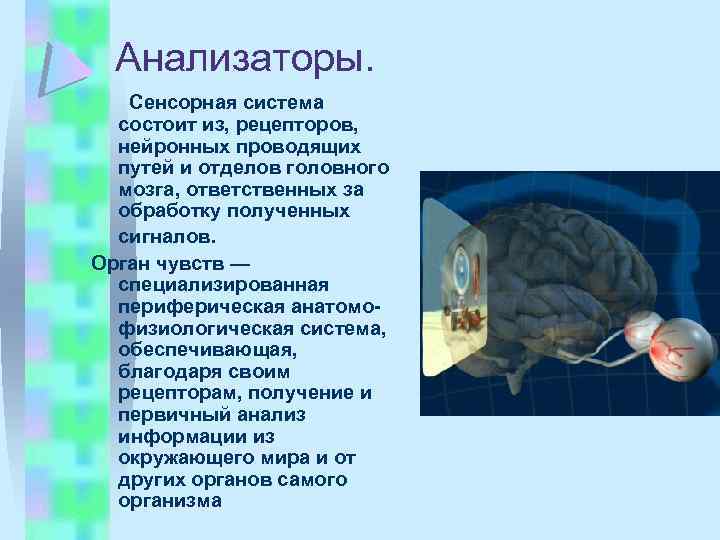 Анализаторы. Сенсорная система состоит из, рецепторов, нейронных проводящих путей и отделов головного мозга, ответственных