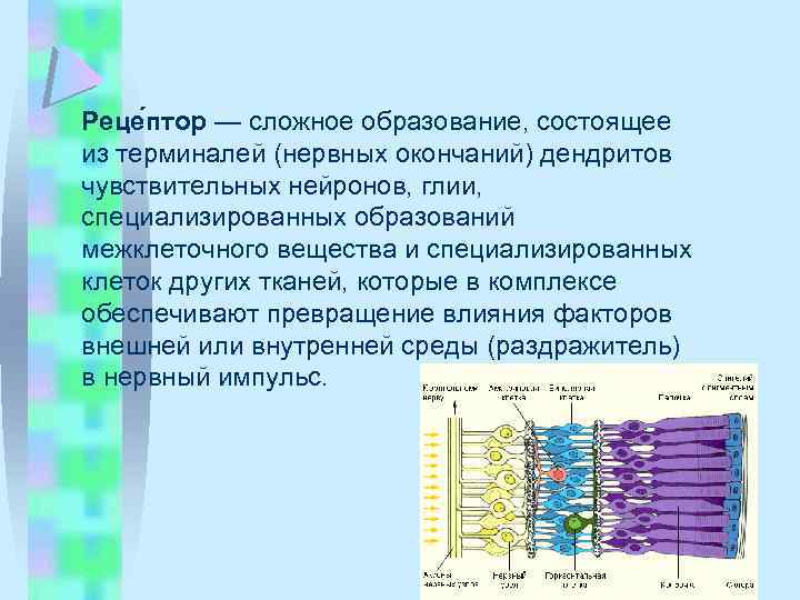 Реце птор — сложное образование, состоящее из терминалей (нервных окончаний) дендритов чувствительных нейронов, глии,