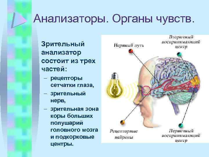 Анализаторы. Органы чувств. Зрительный анализатор состоит из трех частей: – рецепторы сетчатки глаза, –