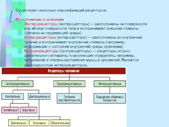 Существуют несколько классификаций рецепторов: По положению в организме Экстерорецепторы (экстероцепторы) — расположены на поверхности