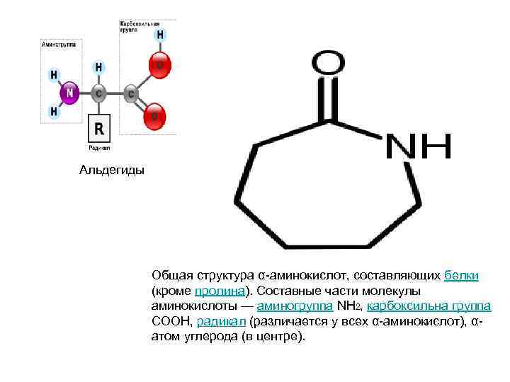 Альдегиды Общая структура α-аминокислот, составляющих белки (кроме пролина). Составные части молекулы аминокислоты — аминогруппа