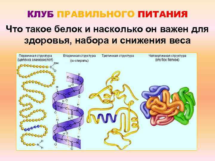 КЛУБ ПРАВИЛЬНОГО ПИТАНИЯ Что такое белок и насколько он важен для здоровья, набора и