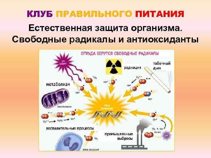 КЛУБ ПРАВИЛЬНОГО ПИТАНИЯ Естественная защита организма. Свободные радикалы и антиоксиданты 