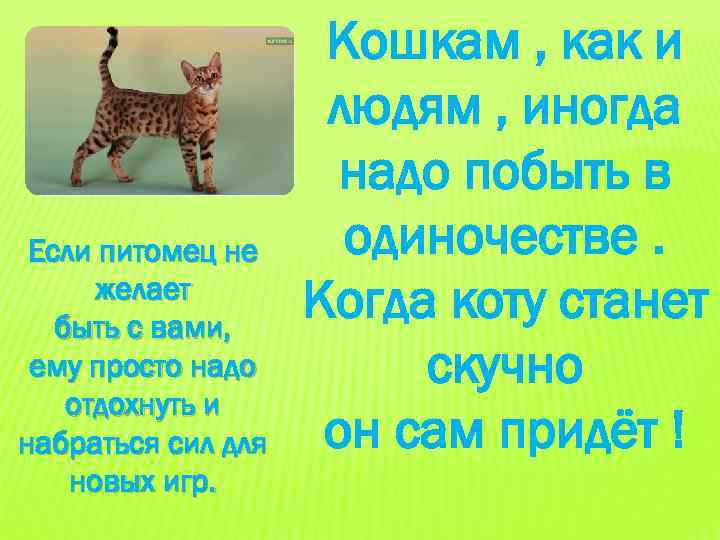 Если питомец не желает быть с вами, ему просто надо отдохнуть и набраться сил