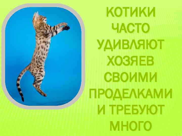 КОТИКИ ЧАСТО УДИВЛЯЮТ ХОЗЯЕВ СВОИМИ ПРОДЕЛКАМИ И ТРЕБУЮТ МНОГО 