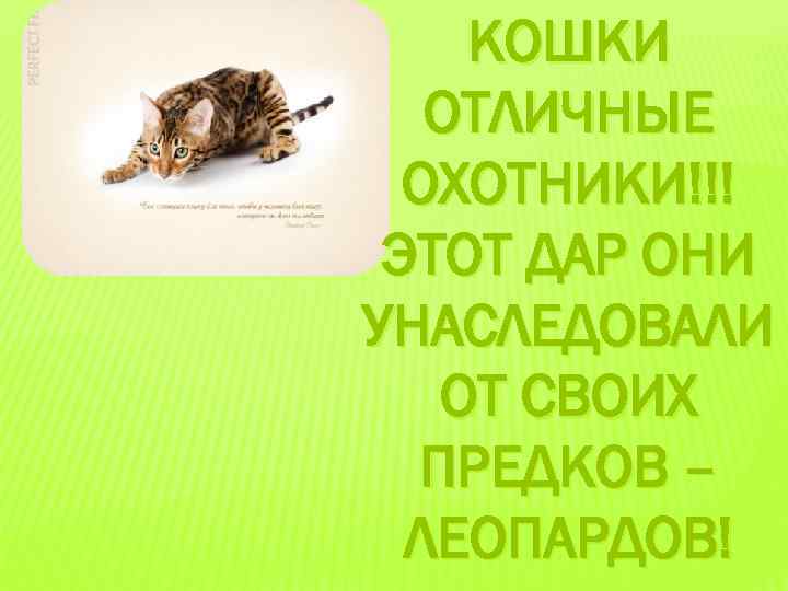 КОШКИ ОТЛИЧНЫЕ ОХОТНИКИ!!! ЭТОТ ДАР ОНИ УНАСЛЕДОВАЛИ ОТ СВОИХ ПРЕДКОВ – ЛЕОПАРДОВ! 