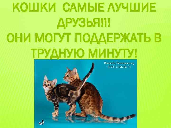 КОШКИ САМЫЕ ЛУЧШИЕ ДРУЗЬЯ!!! ОНИ МОГУТ ПОДДЕРЖАТЬ В ТРУДНУЮ МИНУТУ! 