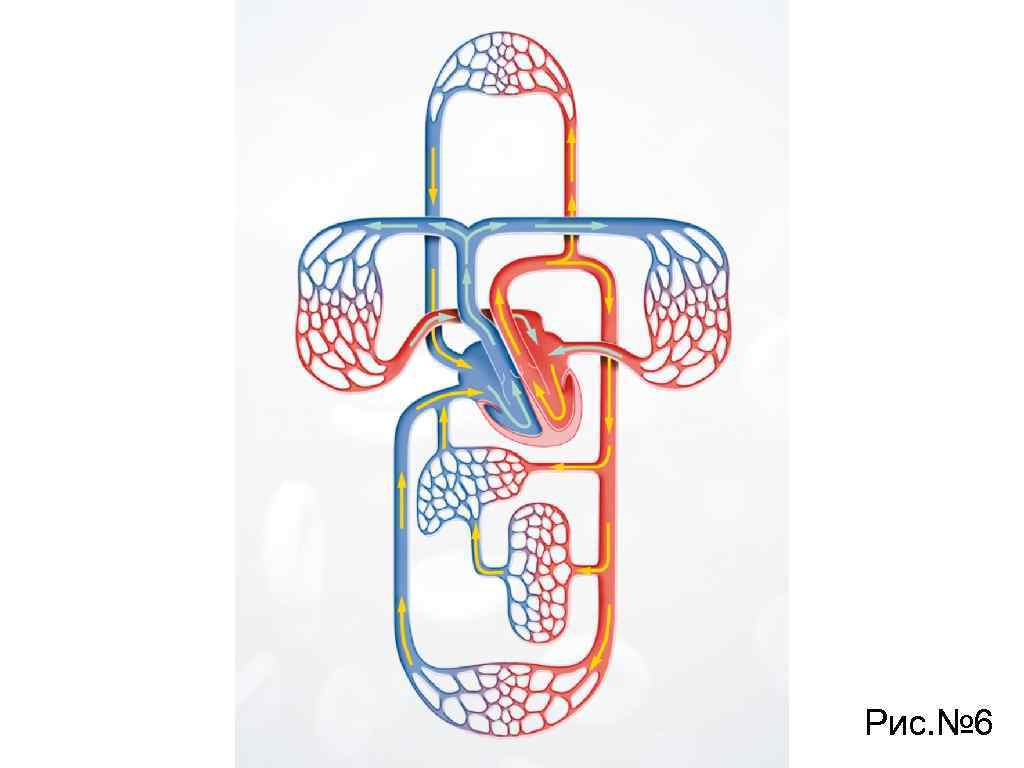 Рис. № 6 