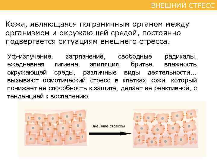 ВНЕШНИЙ СТРЕСС Кожа, являющаяся пограничным органом между организмом и окружающей средой, постоянно подвергается ситуациям