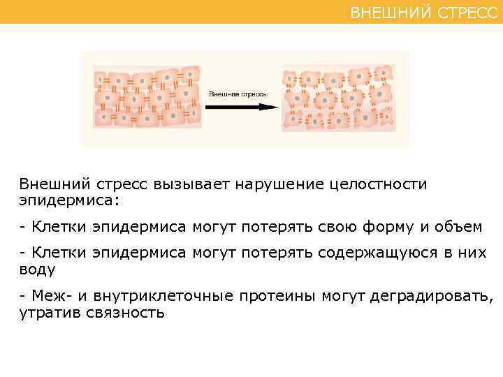 ВНЕШНИЙ СТРЕСС Внешний стресс вызывает нарушение целостности эпидермиса: - Клетки эпидермиса могут потерять свою