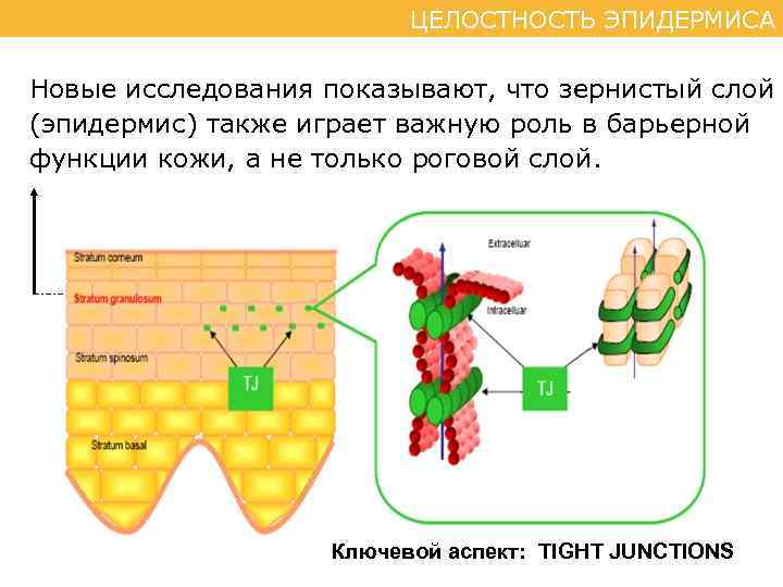 ЦЕЛОСТНОСТЬ ЭПИДЕРМИСА Новые исследования показывают, что зернистый слой (эпидермис) также играет важную роль в